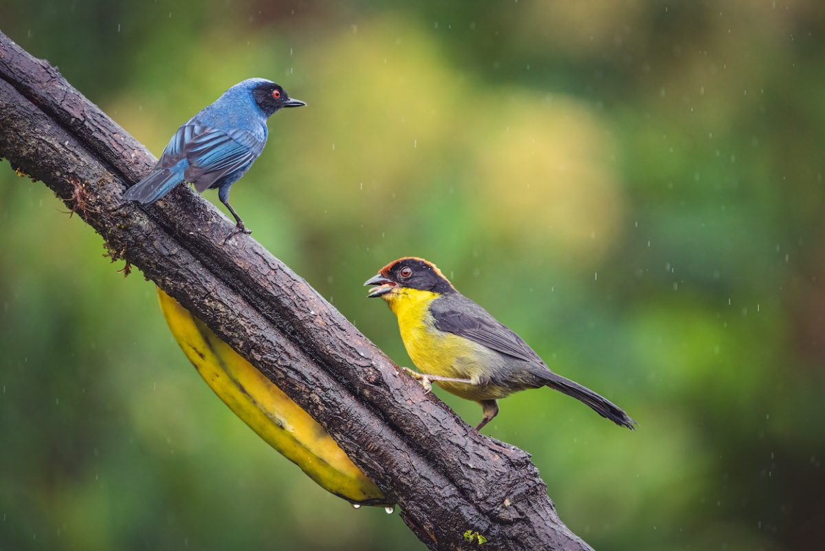 Vocabulary List: Birds