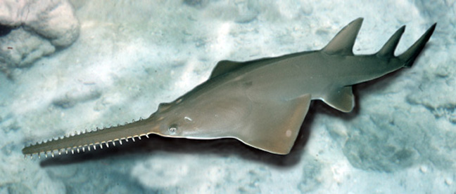 saw fish