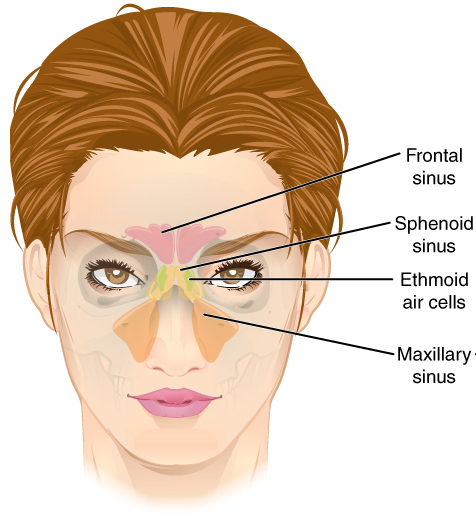 sinuses by the nose