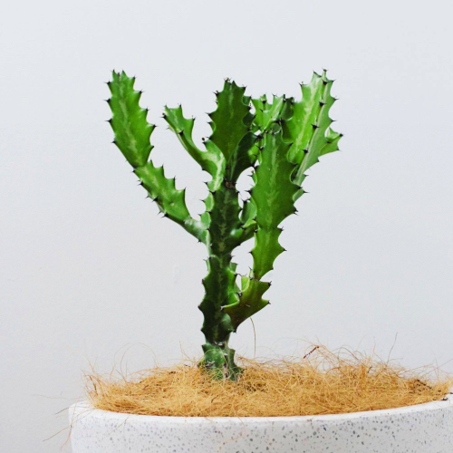 candelabra plant