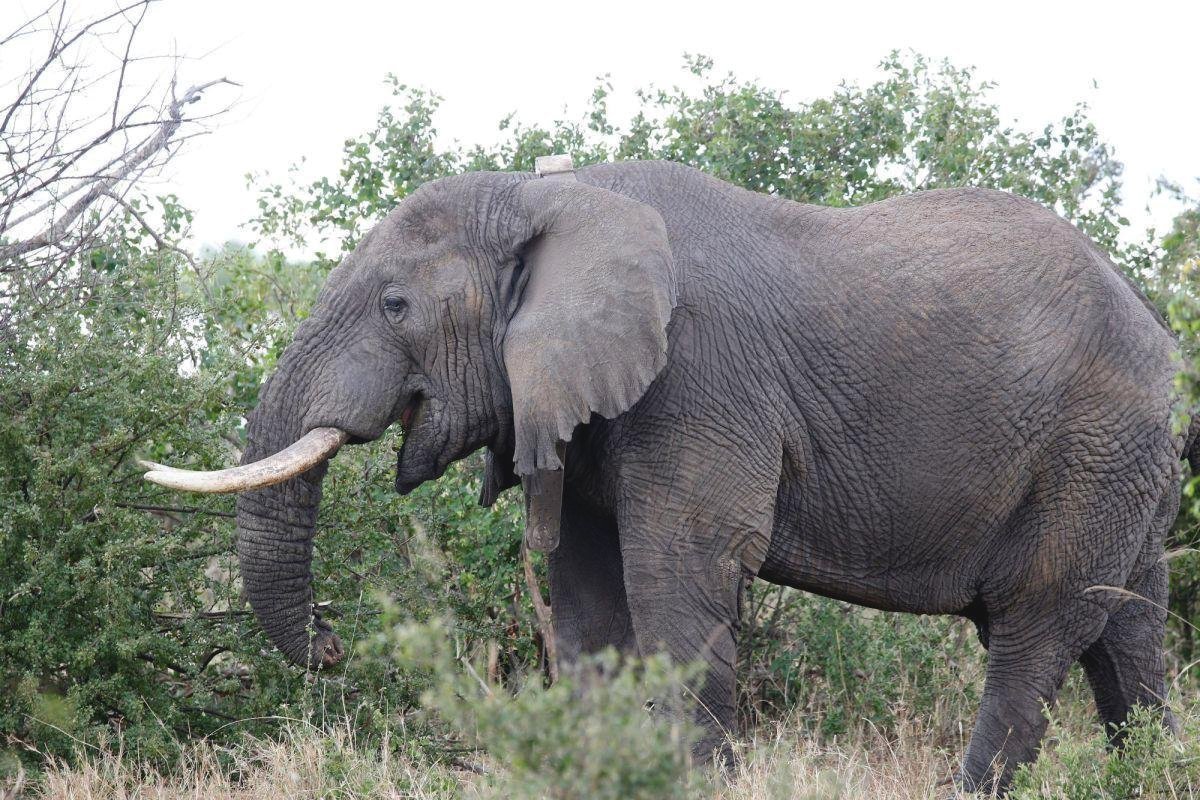 elephant tusk