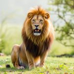 LION leon