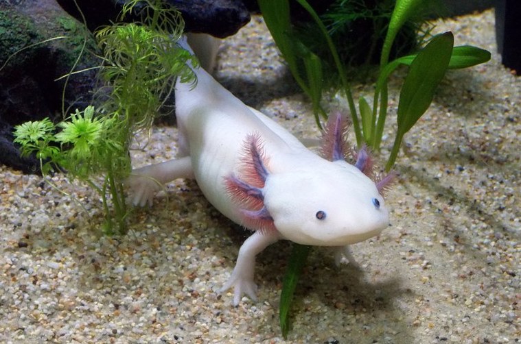 Mexican salamander with feet
