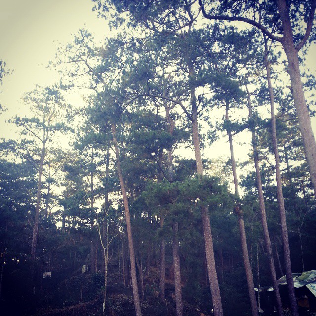 City of Pines