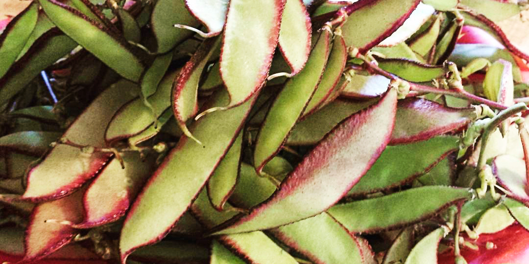 BATAW TagalogEnglish Dictionary Online