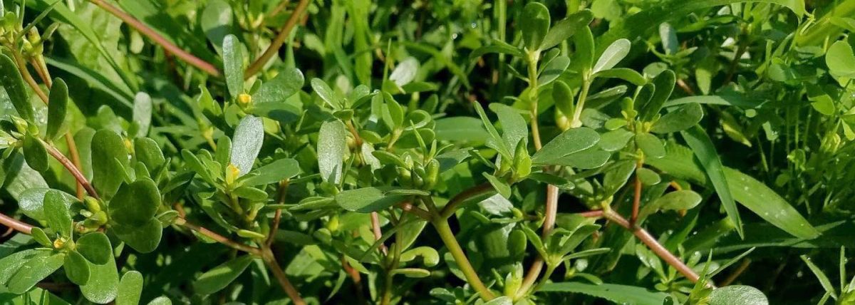 purslane in Tagalog
