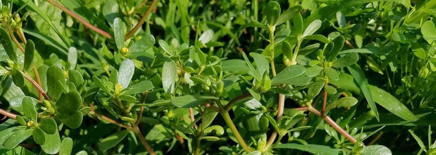 purslane in Tagalog