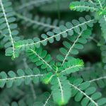 stonebreaker leaves