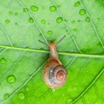snail Tagalog word