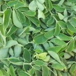 fresh moringa leaves