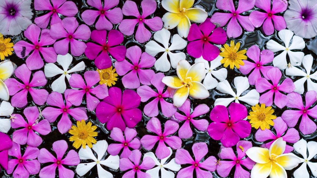 flowers in Tagalog