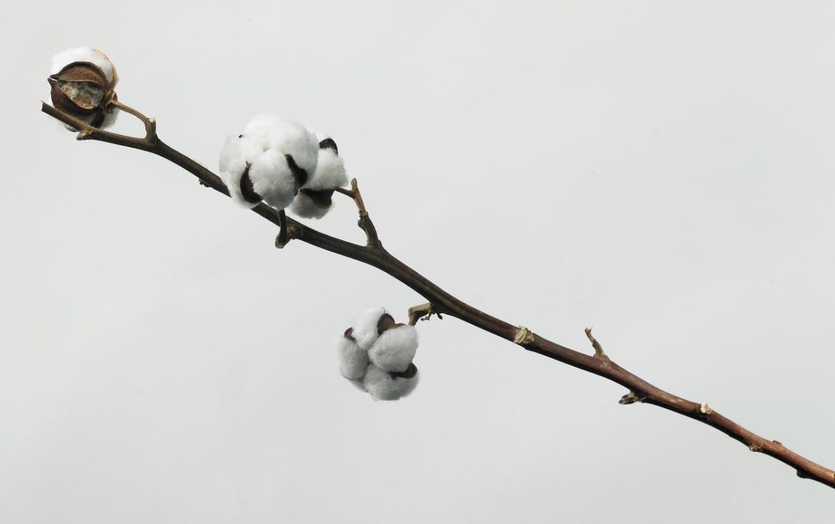 cotton puffs on branch