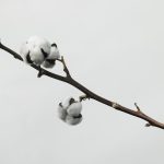cotton puffs on branch