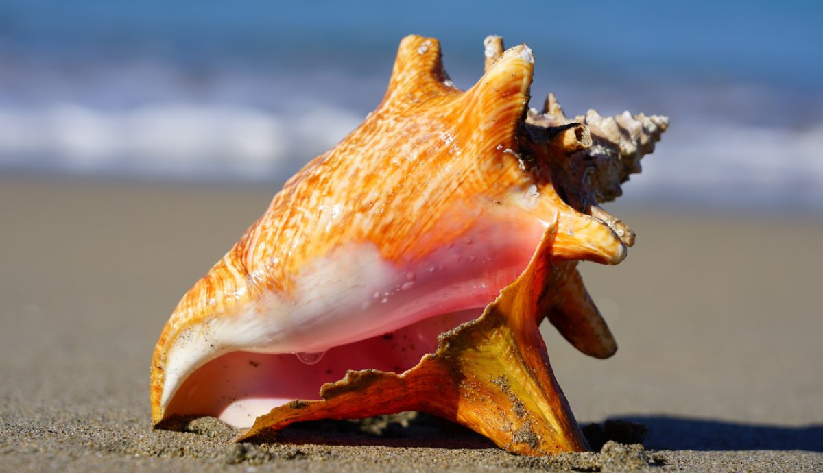 conch shell on beach