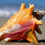 conch shell on beach