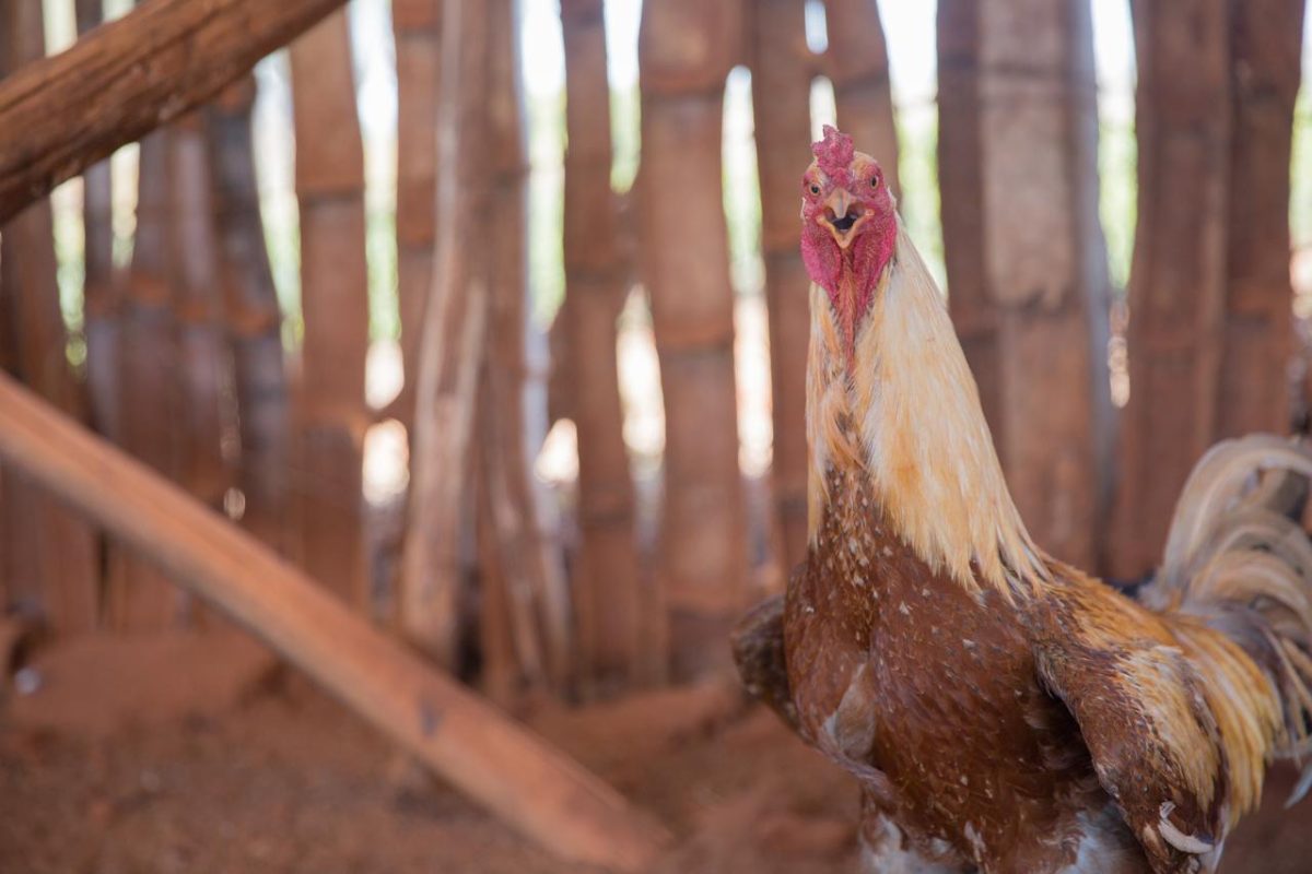 rooster in Tagalog