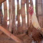 rooster in Tagalog