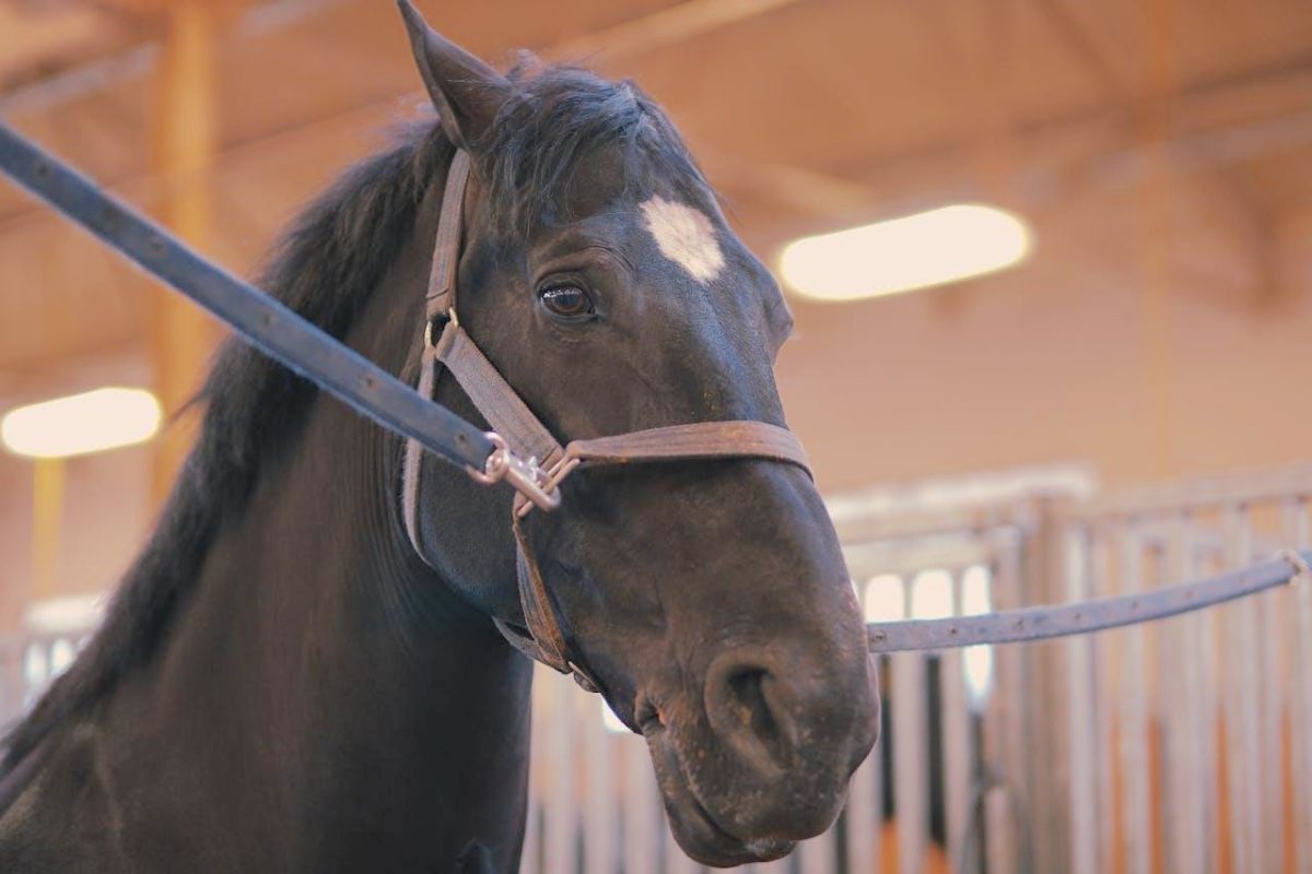 bridled horse