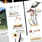 PICTORIAL ESSAY ano ang pictorial essay